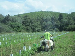 Aplicación de herbicida en filas de olivos 1 LOUREIRO ARBORICULTURA GALICIA