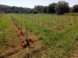 Aplicación de herbicida en filas de olivos 2 LOUREIRO ARBORICULTURA GALICIA