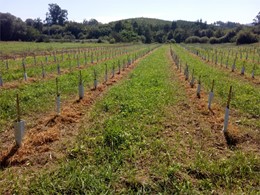 Aplicación de herbicida en fileiras de oliveiras 2