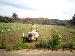 Aplicación de herbicida entre oliveiras 1