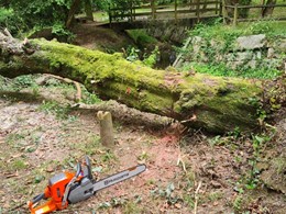 árbore derrubada polo vento LOUREIRO ARBORICULTURA GALICIA