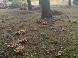 armillaria LOUREIRO ARBORICULTURA GALICIA loureiroarboricultura.com