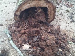 Avaliacion de riscos LOUREIRO ARBORICULTURA GALICIA