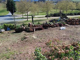 Clasificación de madeira LOUREIRO ARBORICULTURA GALICIA