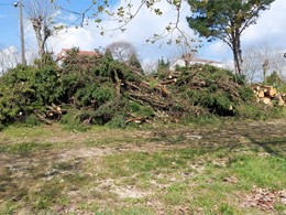 Clasificación de restos LOUREIRO ARBORICULTURA GALICIA