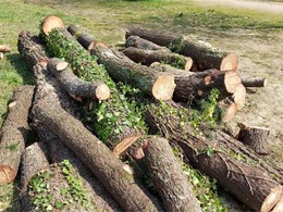 Clasificación de restos LOUREIRO ARBORICULTURA GALICIA