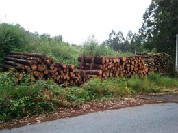 Clasificación e cubicación madeira LOUREIRO ARBORICULTURA GALICIA