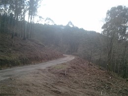 Creación de faixas perimetrais de frondosas loureiroarboricultura.com