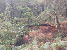 creba por vento. LOUREIRO ARBORICULTURA GALICIA