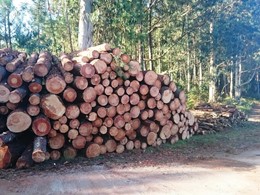 Cubicación madera apilada Loureiro Arboricultura Galicia.