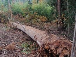 cuello en mal estado. LOUREIRO ARBORICULTURA GALICIA