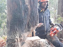 Curso motoserra tala de arbores loureiroarboricultura.com