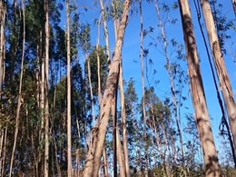 Curso motosierra LOUREIRO ARBORICULTURA C