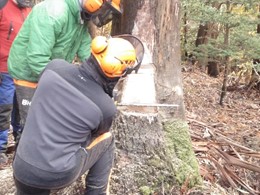 CURSO MOTOSIERRA LOUREIRO ARBORICULTURA PONTEVEDRA