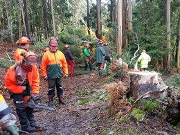 Curso motosierra tala e árboles loureiroarboricultura.com