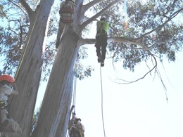 Curso Poda Altura 1 Loureiro Arboricultura loureiroarboricultura.com