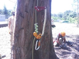 Curso Poda Altura 3 Loureiro Arboricultura