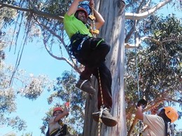 Curso Poda Altura Arboles Acceso SRT loureiroarboricultura.com