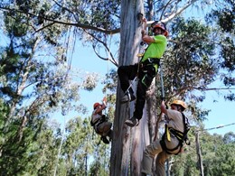 Curso Poda Altura Loureiro Arboricultura loureiroarboricultura.com