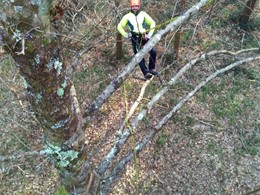 CURSO PODA EN ALTURA LOUREIRO ARBORICULTURA CORUÑA