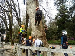 Curso Poda en altura Loureiro Arboricultura Galicia