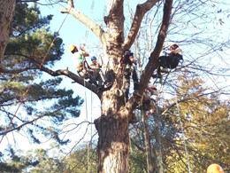 CURSO PODA EN ALTURA LOUREIRO ARBORICULTURA VIGO