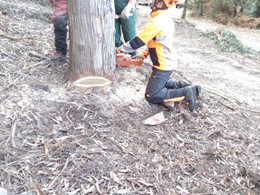 Curso tala con motoserra loureiroarboricultura.com