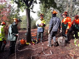 Curso tala dirixida loureiroarboricultura.com