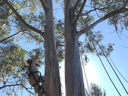 Curso Trabajos Altura Árboles Acceso al árbol 1 loureiroarboricultura.com