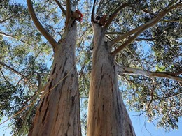 Curso Trabajos Altura Árboles Acceso al árbol 2 loureiroarboricultura.com