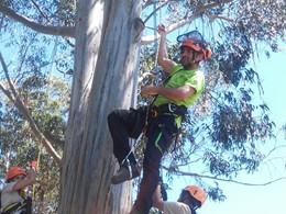 Curso Trabajos Altura Arboles Acceso SRT loureiroarboricultura.com