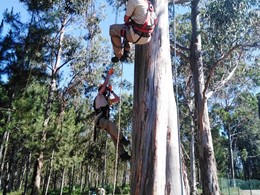 Curso Traballos Altura Árbores 1 loureiroarboricultura.com