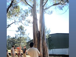 Curso Traballos Altura Árbores loureiroarboricultura.com