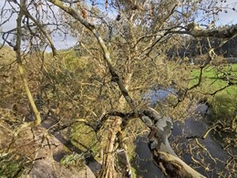 Curso traballos en altura en árbores CR11 loureiroarboricultura.com