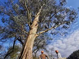 Curso traballos en altura en árbores CR12 loureiroarboricultura.com