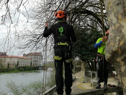 Curso traballos en altura en árbores CR13 loureiroarboricultura.com