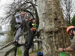 Curso traballos en altura en árbores CR14 loureiroarboricultura.com