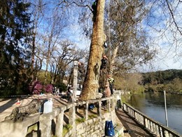 Curso traballos en altura en árbores CR15 loureiroarboricultura.com