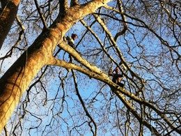 Curso traballos en altura en árbores CR16 loureiroarboricultura.com