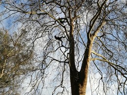 Curso traballos en altura en árbores CR17 loureiroarboricultura.com