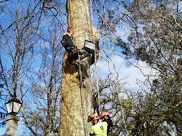 Curso traballos en altura en árbores CR18 loureiroarboricultura.com