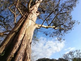 Curso traballos en altura en árbores CR21 loureiroarboricultura.com