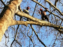 Curso traballos en altura en árbores CR5 loureiroarboricultura.com