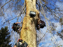 Curso traballos en altura en árbores CR6 loureiroarboricultura.com