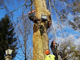 Curso traballos en altura en árbores CR7 loureiroarboricultura.com