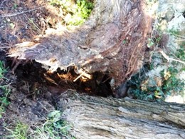 Danos en raíces 1 LOUREIRO ARBORICULTURA GALICIA