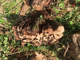 danos vacaloura. LOUREIRO ARBORICULTURA GALICIA