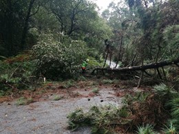 derribo por viento. LOUREIRO ARBORICULTURA GALICIA