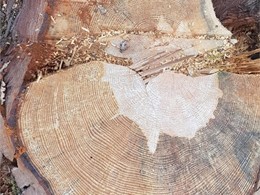 Estado arbol Evaluación pino LOUREIRO ARBORICULTURA GALICIA