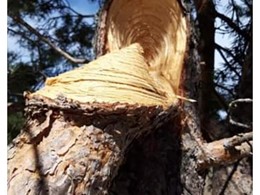 Estado árbores avaliación LOUREIRO ARBORICULTURA GALICIA